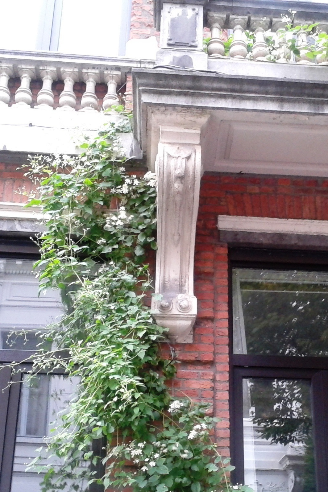 Wilde Bosrank Wilde Bosrank